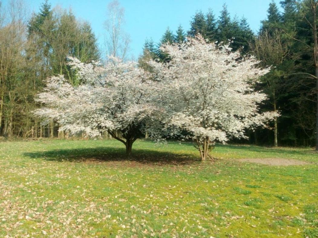 Idyl Appartamento Wiedenborstel Esterno foto